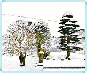 我が猫額庭園の庭木は、今冬初冠雪です - タックの庭仕事 ── 黄昏人生残日録 ──