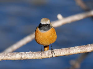 コバルトブルーの誘惑Ⅱ