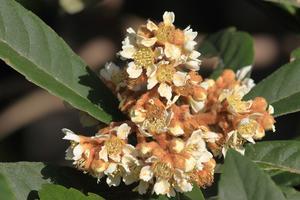 ハチミツの海を渡る風の音