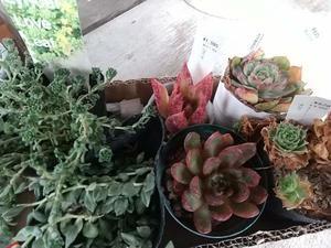 natural garden~ shueの庭いじりと日々の覚書き