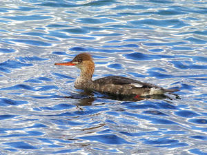 背割り野鳥写真館
