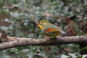 ほとんど野鳥写真日記