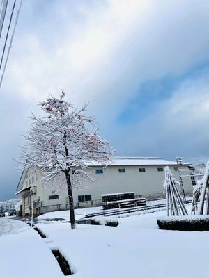 ユリ　百合　ゆり　魚沼農場の日々