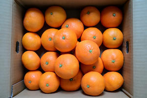 くろやぎと花子