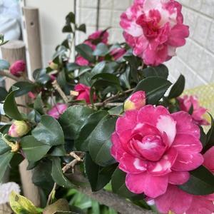 ぶきっちょモクさんの夢見るナチュラルライフBlog