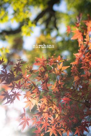 ひきこもり。 - MIRU'S PHOTO