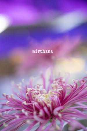 ひとだんらく。 - MIRU'S PHOTO