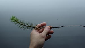 コケシノブログ‐苔忍録‐
