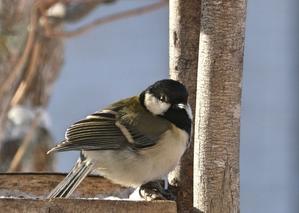 チックの道草・きのこ