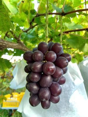 ~葡萄と田舎時間~　西田葡萄園のブログ