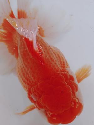 フルタニ金魚倶楽部blog