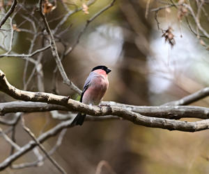 野鳥はともだち