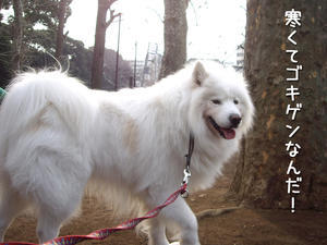 サモエド クローカのお気楽日記