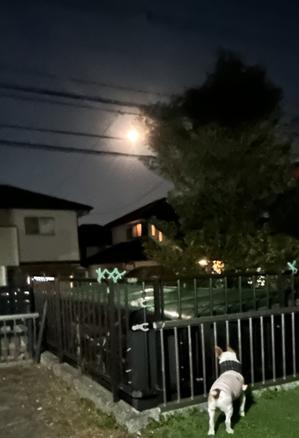 ===②☆ジャック『ぷよ』☆===  かわいさ・わるさ・ぐうたらさ♪(๑ᴖ◡ᴖ๑)♪