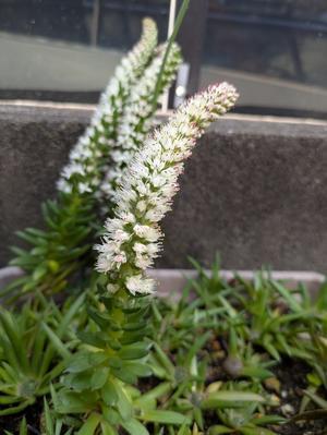 がちゃぴん秀子の日記