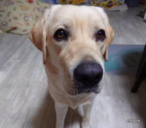 まじかる～イーヨー！！