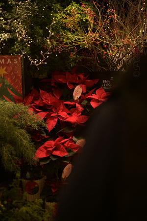 今日の一枚（その685） - 寫眞機萬年堂  　- since 2013 -