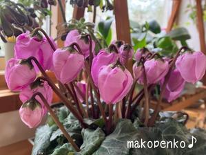 まこぺんこ's  WORLD      のんびり安曇野ぐらし♪