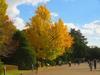ヒストリカル・シェア！（京都中心の四季・歴史・祭…） - 京都紅葉特集「植物園の大銀杏」！紅葉の中で際立つ「黄葉」！20251201