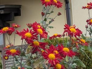 きままなスローライフ