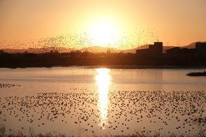 青爺の野鳥日記