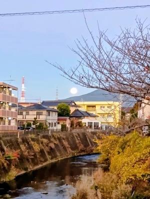 番犬ハナとMIX犬サクのおさんぽ毎日