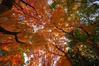 バンジーノのフォトＤＥ自然日記 - 見上げる紅葉　その弐