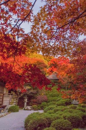 金福寺～紅葉 - 山紫水明