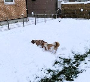 わんわん・パラダイス