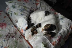 this twilight garden