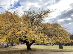 くろねこの日々是日常 - 第2集。