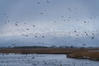 デジタルで見ていた風景 - オオヒシクイ舞う冬の福島潟