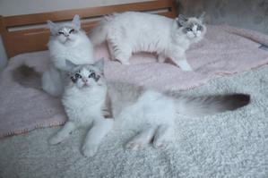 Blue　Moon　　ラグドール