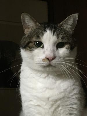 棚網かける 俳句ロギング