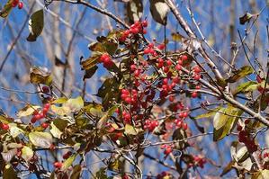 舞岡公園の自然２