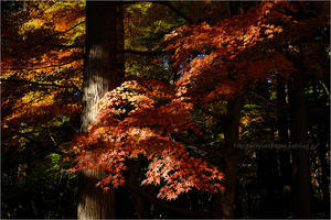 りゅう太のあしあと