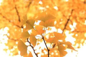 幻に魅せられて…