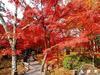 シニア旅－山と温泉.ときどき観光 - 紅葉狩り（京都）
