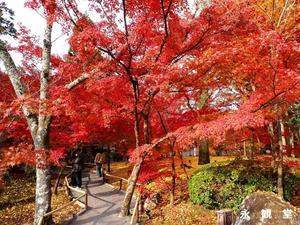 シニア旅－山と温泉.ときどき観光