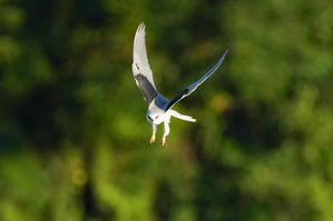 【野鳥観察】Churabird
