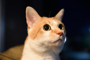 月夜の熊鈴、雪夜のビール - ちわりくんのありふれた毎日III