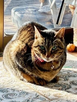 わたしの好きな物