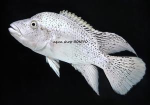 aqua shop BONITO blog