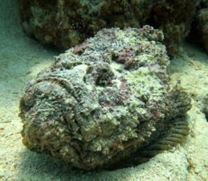 西表島の石やんのあれやこれや