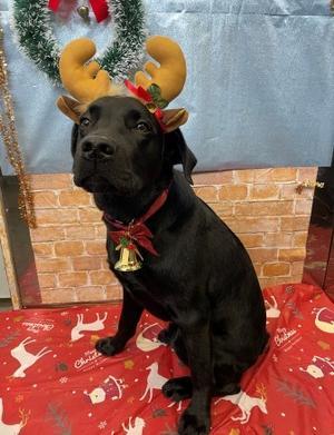 ドッグテックのゆかいな仲間達　　　　　　　　　　　　　　オーストラリアンシェパード　         　　　