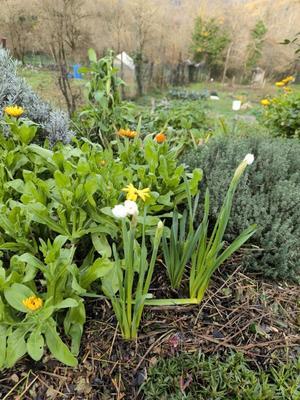 フィレンツェ田舎生活便り２