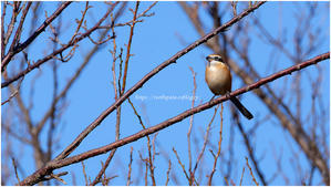 鳥撮り2025 #147 "モズ♂若" @ XF500mm F5.6 R LM OIS WR + XF2X TC WR - ルリビタキの気まぐれPATA＊PATA