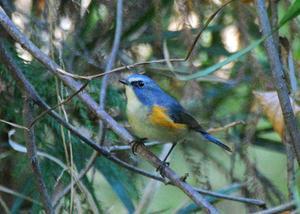 ルリビタキ　③　藪の中から出てきてくれました。 - バードカラー