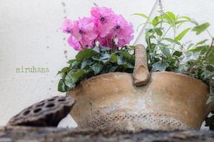 あと半月。 - MIRU'S PHOTO