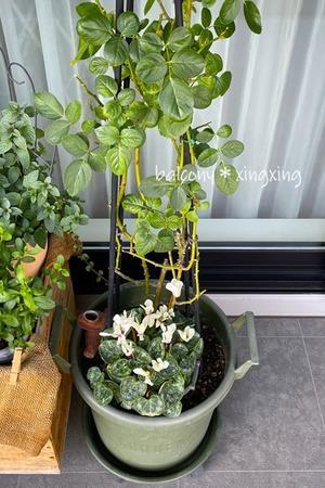 阿修羅ちゃってた(^-^; - balcony＊xingxing＊